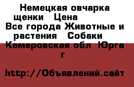 Немецкая овчарка щенки › Цена ­ 20 000 - Все города Животные и растения » Собаки   . Кемеровская обл.,Юрга г.